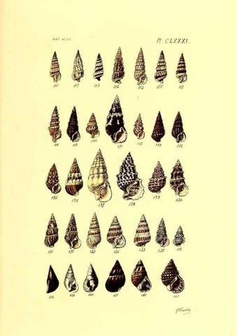 Reproducción/Reproduction 49491935041: Thesaurus conchyliorum, or, Monographs of genera of shells. London :Sowerby ...,1847-1887.. 