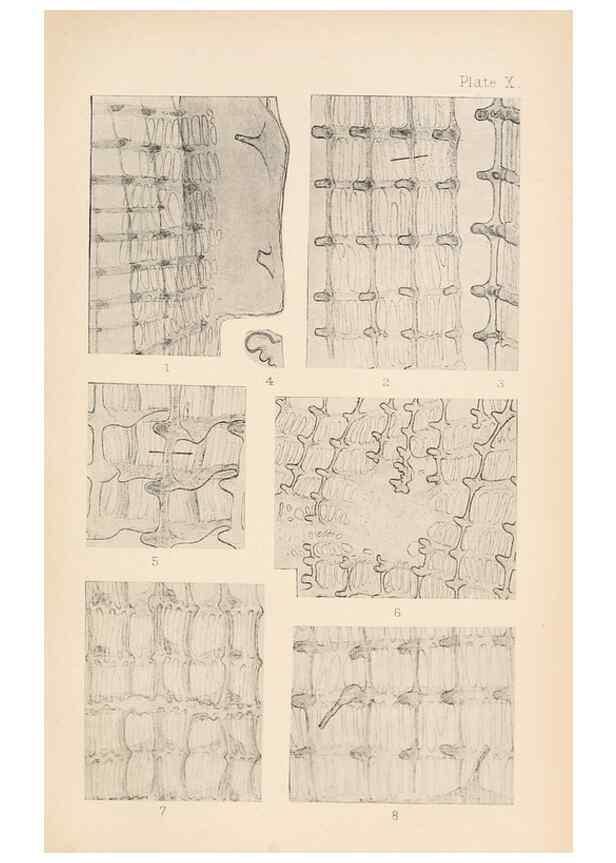 Reproducción/Reproduction 49488377731: The British Tunicata;. London,Printed for the Ray society,1905-12.. 
