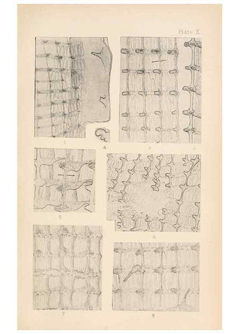 Reproducción/Reproduction 49488377731: The British Tunicata;. London,Printed for the Ray society,1905-12.. 