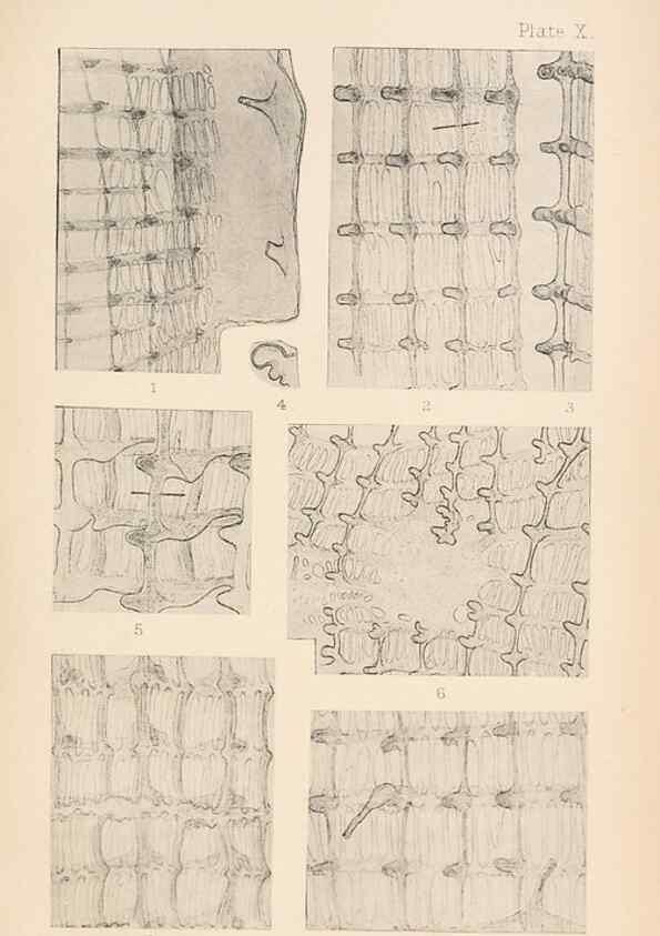 Reproducción/Reproduction 49488377731: The British Tunicata;. London,Printed for the Ray society,1905-12.. 