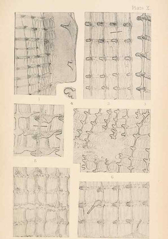 Reproducción/Reproduction 49488377731: The British Tunicata;. London,Printed for the Ray society,1905-12.. 