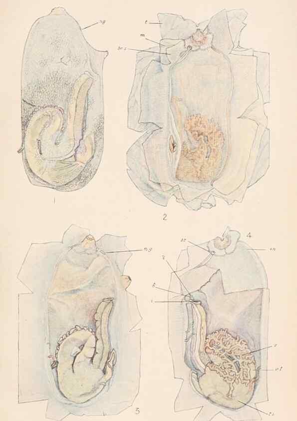 Reproducción/Reproduction 49487881473: The British Tunicata;. London,Printed for the Ray society,1905-12.. 