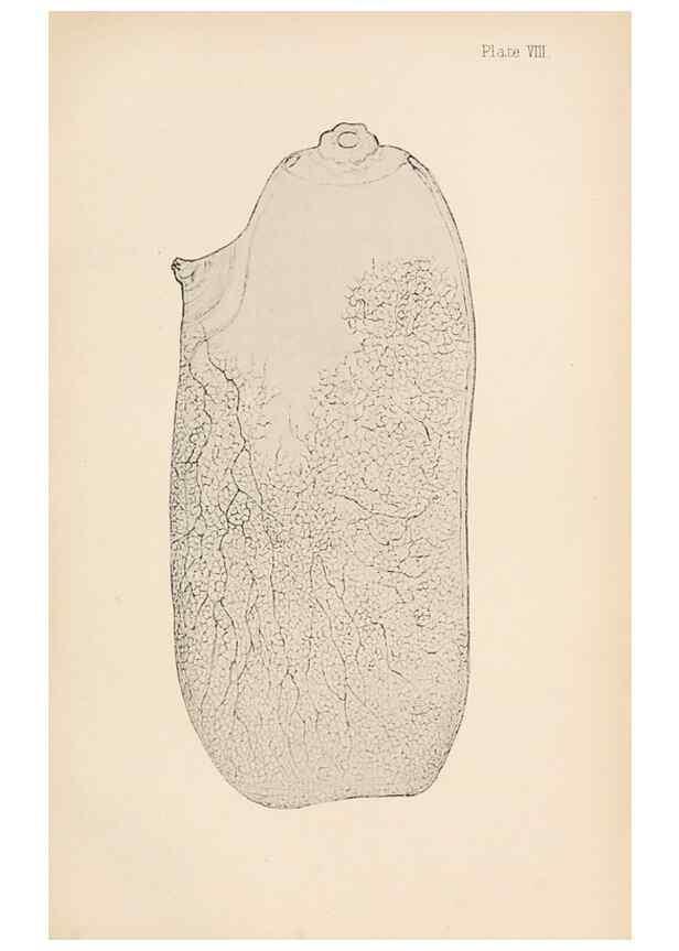 Reproducción/Reproduction 49488377021: The British Tunicata;. London,Printed for the Ray society,1905-12.. 