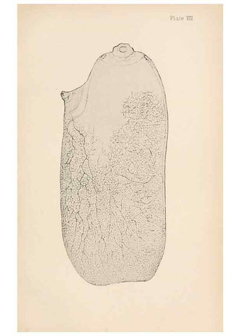 Reproducción/Reproduction 49488377021: The British Tunicata;. London,Printed for the Ray society,1905-12.. 