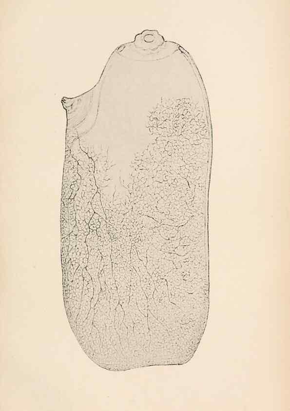 Reproducción/Reproduction 49488377021: The British Tunicata;. London,Printed for the Ray society,1905-12.. 