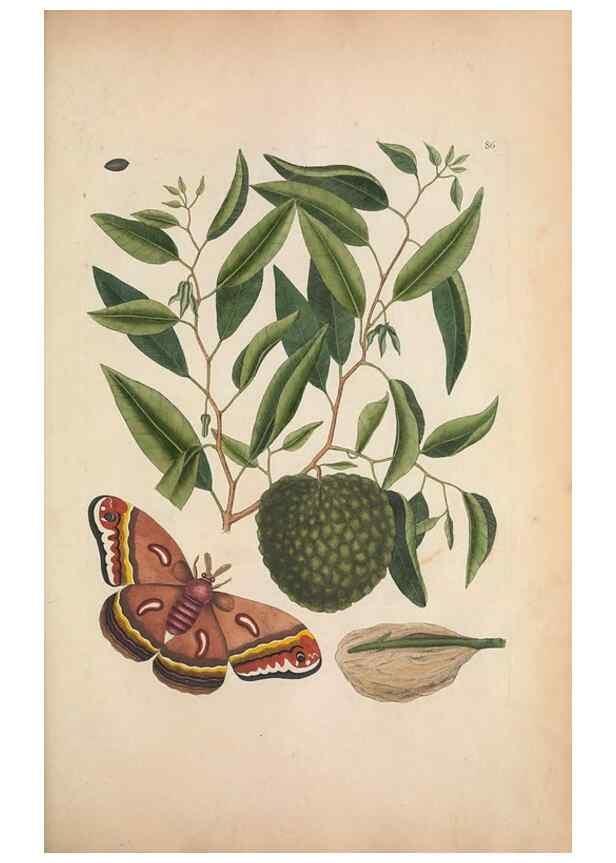 Reproducción/Reproduction 49457197196: The natural history of Carolina, Florida, and the Bahama Islands :. London :Printed for B. White,1771.. 