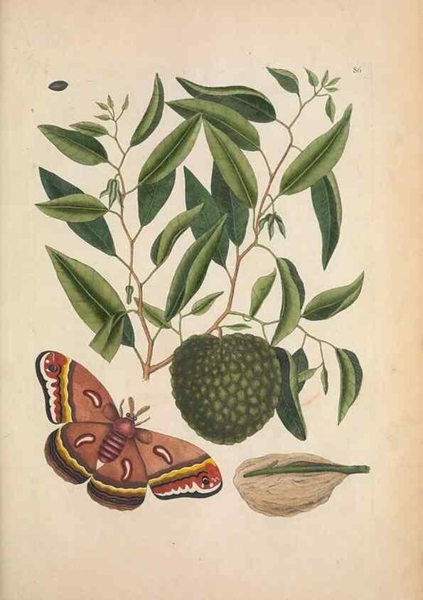Reproducción/Reproduction 49457197196: The natural history of Carolina, Florida, and the Bahama Islands :. London :Printed for B. White,1771.. 