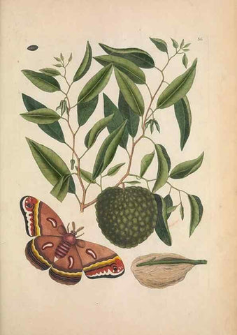 Reproducción/Reproduction 49457197196: The natural history of Carolina, Florida, and the Bahama Islands :. London :Printed for B. White,1771.. 