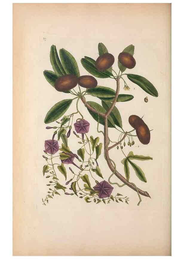 Reproducción/Reproduction 49456725988: The natural history of Carolina, Florida, and the Bahama Islands :. London :Printed for B. White,1771.. 