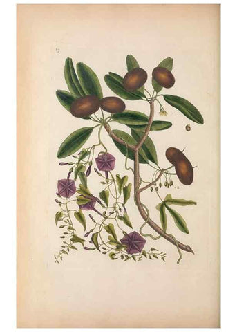 Reproducción/Reproduction 49456725988: The natural history of Carolina, Florida, and the Bahama Islands :. London :Printed for B. White,1771.. 