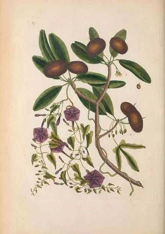 Reproducción/Reproduction 49456725988: The natural history of Carolina, Florida, and the Bahama Islands :. London :Printed for B. White,1771.. 