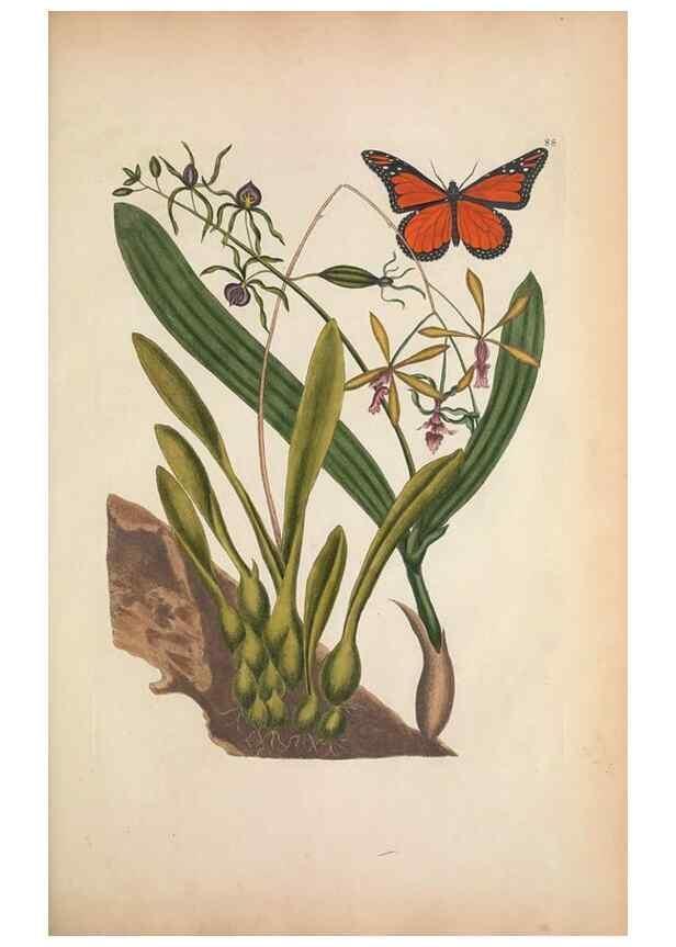 Reproducción/Reproduction 49457197756: The natural history of Carolina, Florida, and the Bahama Islands :. London :Printed for B. White,1771.. 