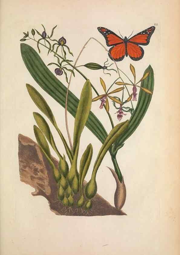 Reproducción/Reproduction 49457197756: The natural history of Carolina, Florida, and the Bahama Islands :. London :Printed for B. White,1771.. 