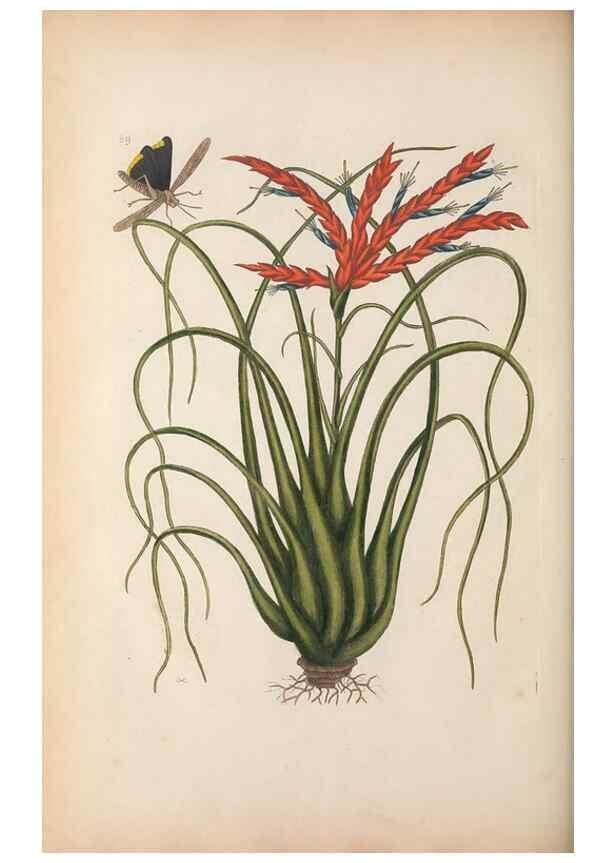 Reproducción/Reproduction 49456726463: The natural history of Carolina, Florida, and the Bahama Islands :. London :Printed for B. White,1771.. 
