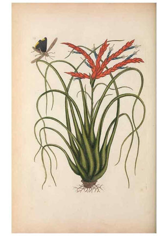 Reproducción/Reproduction 49456726463: The natural history of Carolina, Florida, and the Bahama Islands :. London :Printed for B. White,1771.. 