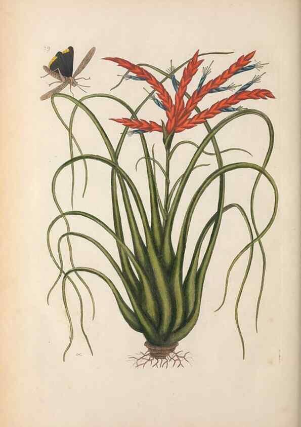 Reproducción/Reproduction 49456726463: The natural history of Carolina, Florida, and the Bahama Islands :. London :Printed for B. White,1771.. 
