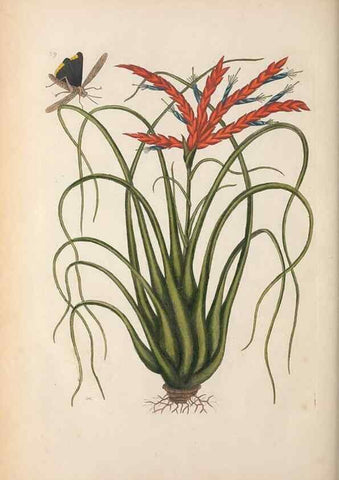 Reproducción/Reproduction 49456726463: The natural history of Carolina, Florida, and the Bahama Islands :. London :Printed for B. White,1771.. 