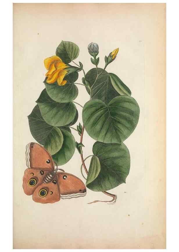 Reproducción/Reproduction 49457198391: The natural history of Carolina, Florida, and the Bahama Islands :. London :Printed for B. White,1771.. 