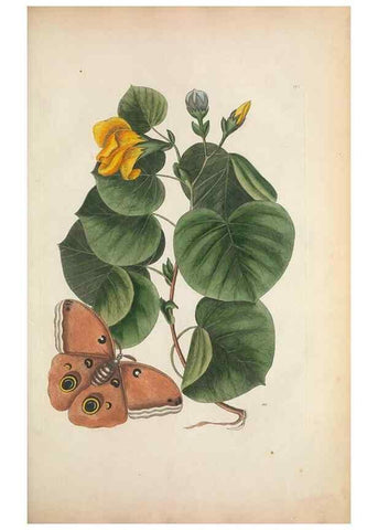 Reproducción/Reproduction 49457198391: The natural history of Carolina, Florida, and the Bahama Islands :. London :Printed for B. White,1771.. 