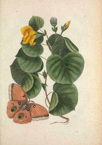 Reproducción/Reproduction 49457198391: The natural history of Carolina, Florida, and the Bahama Islands :. London :Printed for B. White,1771.. 