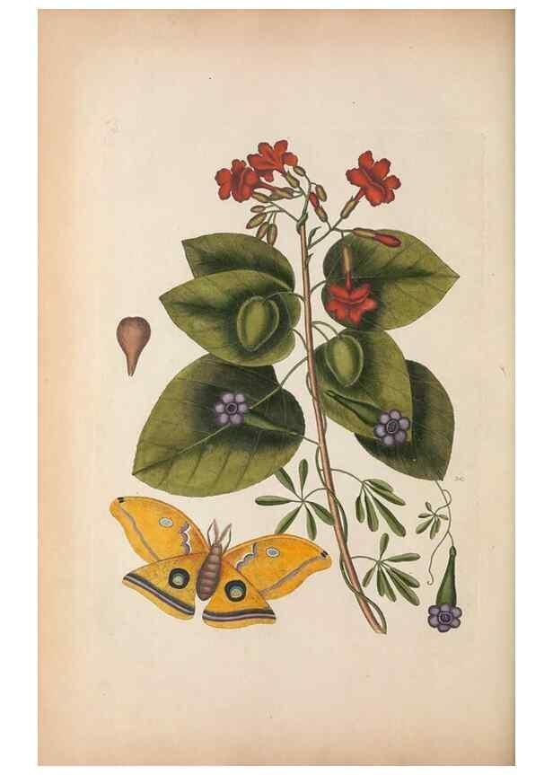 Reproducción/Reproduction 49456727073: The natural history of Carolina, Florida, and the Bahama Islands :. London :Printed for B. White,1771.. 