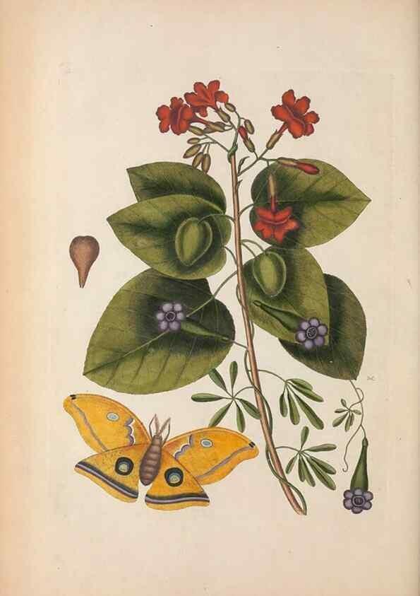 Reproducción/Reproduction 49456727073: The natural history of Carolina, Florida, and the Bahama Islands :. London :Printed for B. White,1771.. 