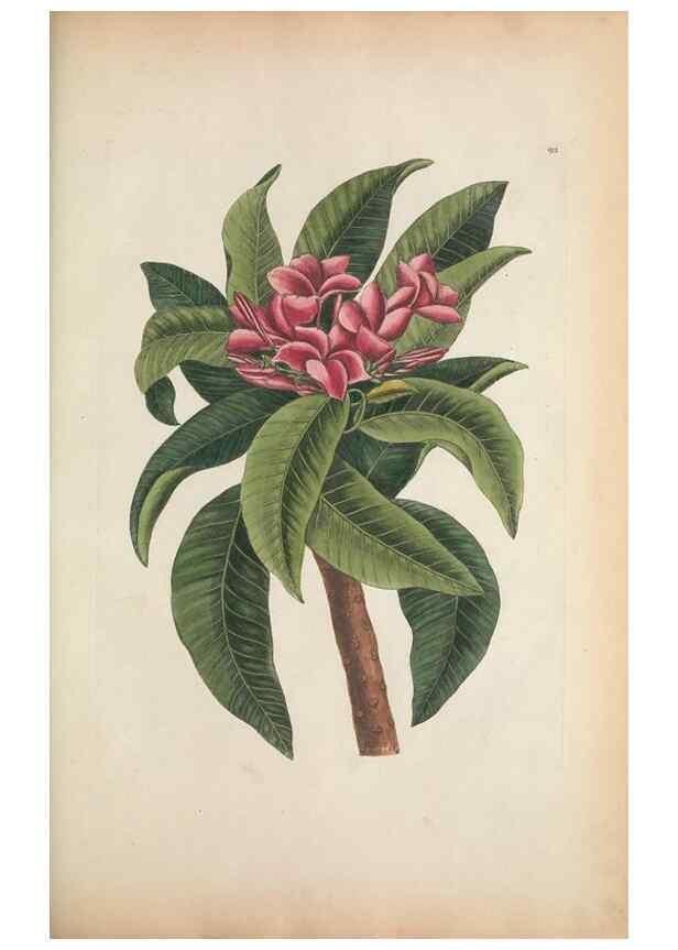 Reproducción/Reproduction 49457432877: The natural history of Carolina, Florida, and the Bahama Islands :. London :Printed for B. White,1771.. 