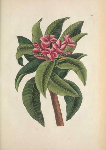 Reproducción/Reproduction 49457432877: The natural history of Carolina, Florida, and the Bahama Islands :. London :Printed for B. White,1771.. 