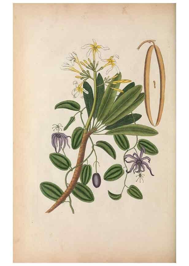 Reproducción/Reproduction 49457433157: The natural history of Carolina, Florida, and the Bahama Islands :. London :Printed for B. White,1771.. 