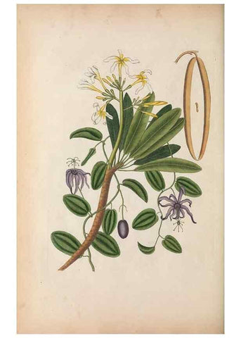 Reproducción/Reproduction 49457433157: The natural history of Carolina, Florida, and the Bahama Islands :. London :Printed for B. White,1771.. 