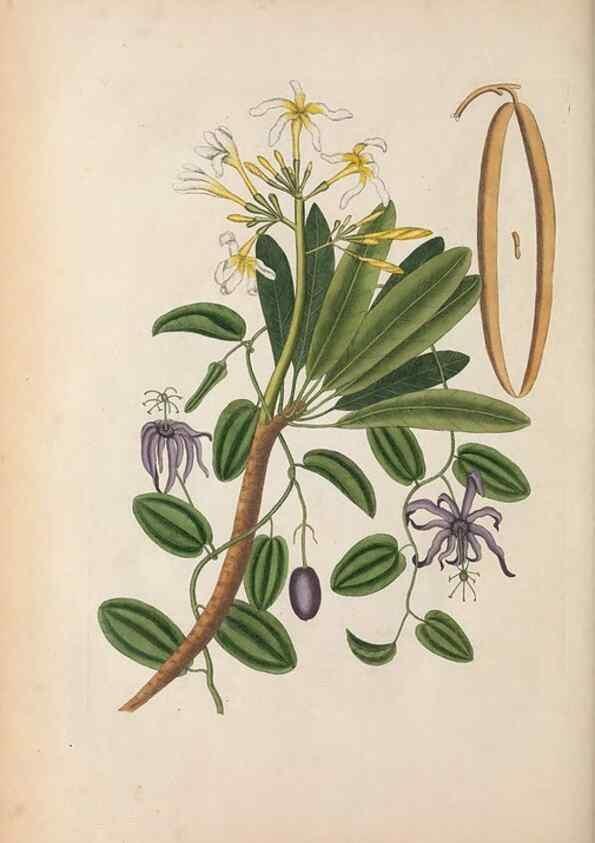 Reproducción/Reproduction 49457433157: The natural history of Carolina, Florida, and the Bahama Islands :. London :Printed for B. White,1771.. 