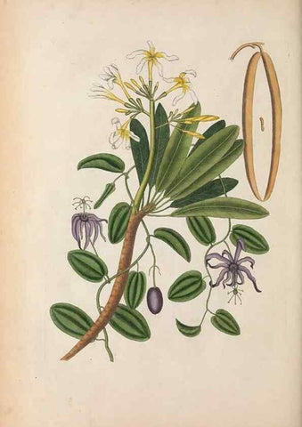 Reproducción/Reproduction 49457433157: The natural history of Carolina, Florida, and the Bahama Islands :. London :Printed for B. White,1771.. 