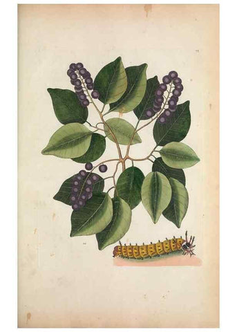 Reproducción/Reproduction 49457433407: The natural history of Carolina, Florida, and the Bahama Islands :. London :Printed for B. White,1771.. 