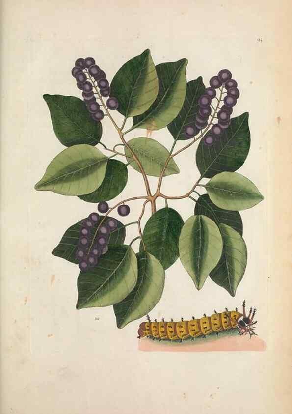 Reproducción/Reproduction 49457433407: The natural history of Carolina, Florida, and the Bahama Islands :. London :Printed for B. White,1771.. 