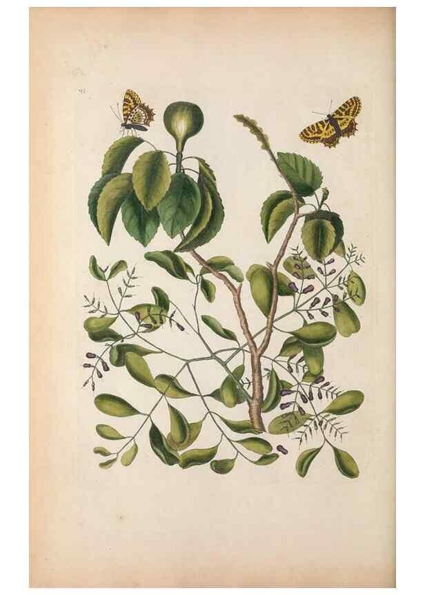 Reproducción/Reproduction 49457199776: The natural history of Carolina, Florida, and the Bahama Islands :. London :Printed for B. White,1771.. 