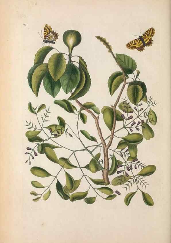 Reproducción/Reproduction 49457199776: The natural history of Carolina, Florida, and the Bahama Islands :. London :Printed for B. White,1771.. 