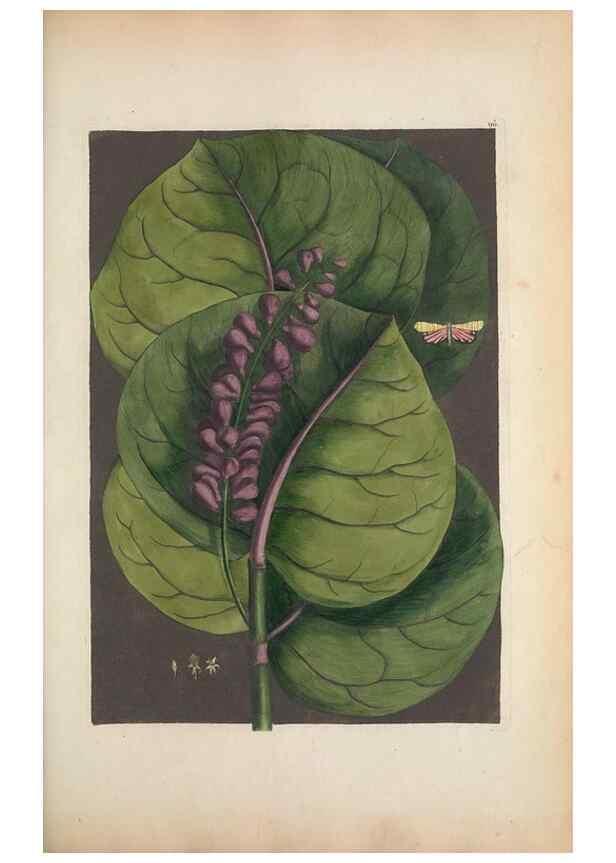 Reproducción/Reproduction 49457433837: The natural history of Carolina, Florida, and the Bahama Islands :. London :Printed for B. White,1771.. 