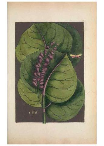 Reproducción/Reproduction 49457433837: The natural history of Carolina, Florida, and the Bahama Islands :. London :Printed for B. White,1771.. 