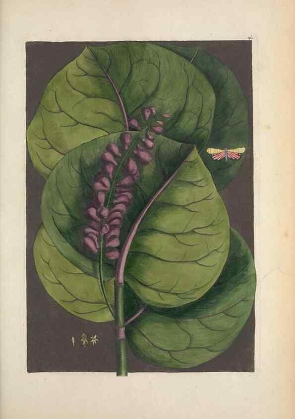 Reproducción/Reproduction 49457433837: The natural history of Carolina, Florida, and the Bahama Islands :. London :Printed for B. White,1771.. 