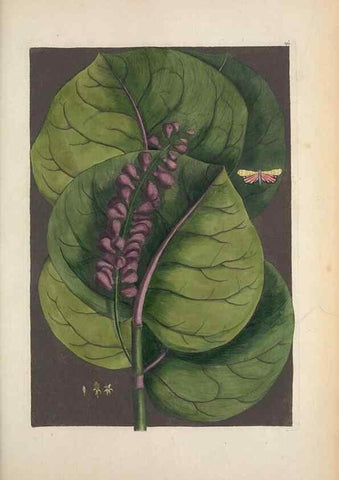 Reproducción/Reproduction 49457433837: The natural history of Carolina, Florida, and the Bahama Islands :. London :Printed for B. White,1771.. 