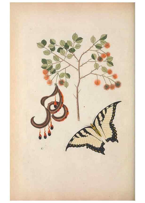 Reproducción/Reproduction 49456728508: The natural history of Carolina, Florida, and the Bahama Islands :. London :Printed for B. White,1771.. 