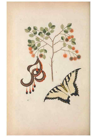 Reproducción/Reproduction 49456728508: The natural history of Carolina, Florida, and the Bahama Islands :. London :Printed for B. White,1771.. 