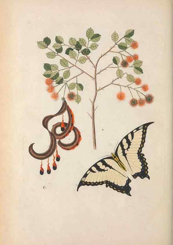 Reproducción/Reproduction 49456728508: The natural history of Carolina, Florida, and the Bahama Islands :. London :Printed for B. White,1771.. 