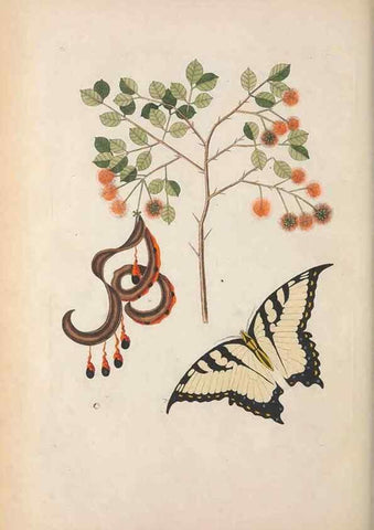 Reproducción/Reproduction 49456728508: The natural history of Carolina, Florida, and the Bahama Islands :. London :Printed for B. White,1771.. 