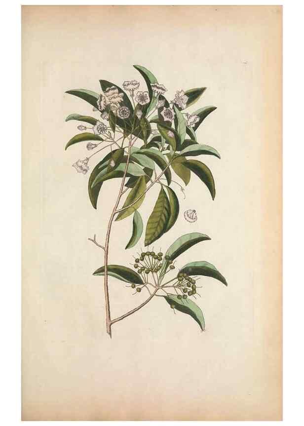 Reproducción/Reproduction 49457434347: The natural history of Carolina, Florida, and the Bahama Islands :. London :Printed for B. White,1771.. 