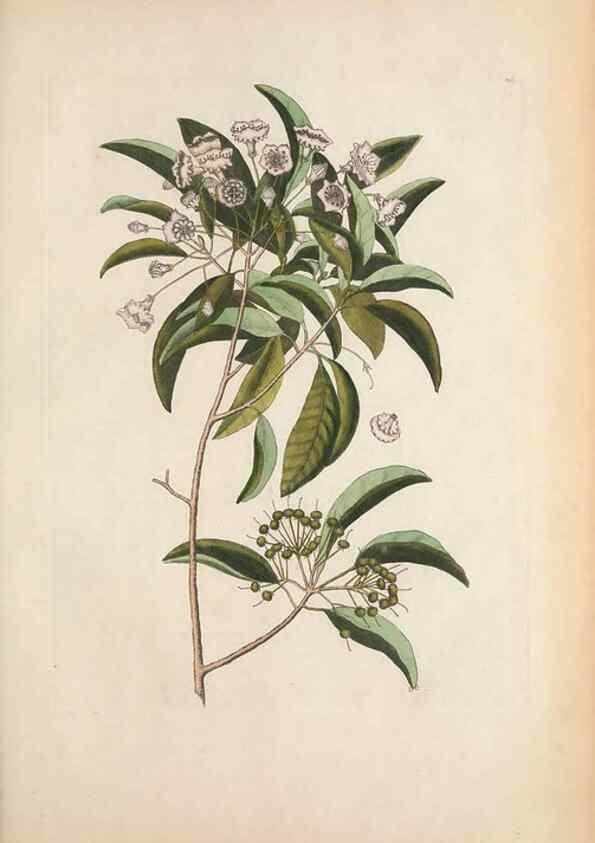 Reproducción/Reproduction 49457434347: The natural history of Carolina, Florida, and the Bahama Islands :. London :Printed for B. White,1771.. 