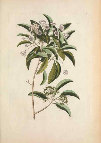 Reproducción/Reproduction 49457434347: The natural history of Carolina, Florida, and the Bahama Islands :. London :Printed for B. White,1771.. 