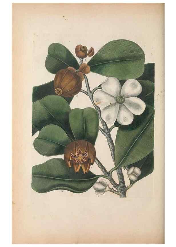 Reproducción/Reproduction 49457434622: The natural history of Carolina, Florida, and the Bahama Islands :. London :Printed for B. White,1771.. 