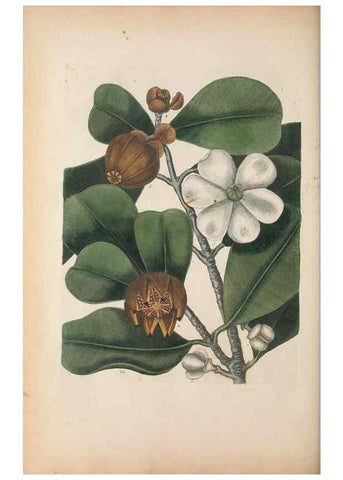 Reproducción/Reproduction 49457434622: The natural history of Carolina, Florida, and the Bahama Islands :. London :Printed for B. White,1771.. 
