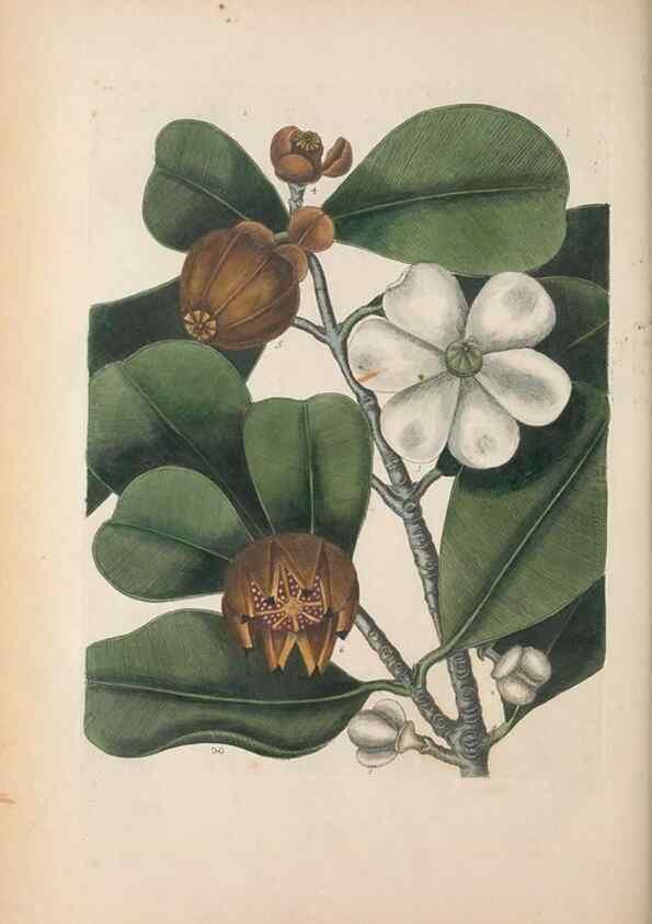 Reproducción/Reproduction 49457434622: The natural history of Carolina, Florida, and the Bahama Islands :. London :Printed for B. White,1771.. 